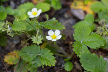 wild strawberry