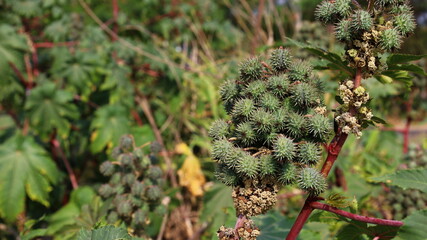 green castor oil plant. bunch of green castor fruit (ricinus communis l), a former economic crop ext