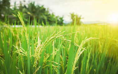 Green rice paddy closes up The green ears of rice in the rice fields under the sunset the fields blur in the evening.