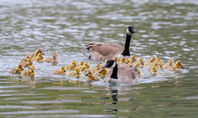 Canada Goose Family In Water