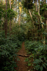 Trail inside a dense jungle on a bright sunny day