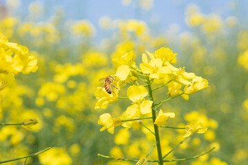 Sticker - Rape seed flowers in field with blue sky in spring