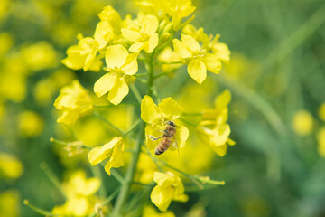 Sticker - Rape seed flowers and a honey bee in field with blue sky in spring