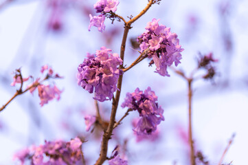 Wall Mural - Beautiful Jacaranda obtusifolia flowers,Purple flowers are blooming beautifully in summer as a background.