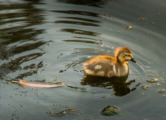 orphan little duck