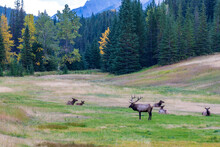 A Herd Of Wild Elk Foraging And Rest In Prairie At Forest Edge In Autumn Foliage Season. Banff National Park, Canadian Rockies. Alberta, Canada.