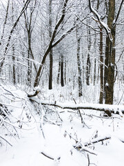 Poster - snow-covered fallen tree in snowy forest of city park on overcast winter day