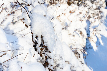 Wall Mural - snow-covered twig of hedge close up in village in cold sunny winter evening (focus on twig on foreground)