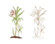 Colored sugarcane and outlined sketch of sugar cane. Two branches of field plant. Contoured botanical elements. Hand-drawn vector illustration isolated on white background