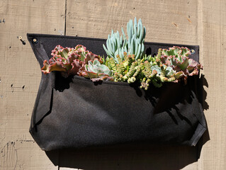 Poster - succulents in sack 