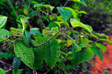 Sticker - Common green forest lizard // Sägerückenagame (Calotes calotes) - Sri Lanka 