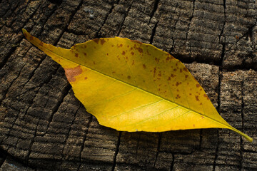 Yellow leaf on felled wood texture background close-up