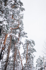 Winter forest with snow. Season, nature concept