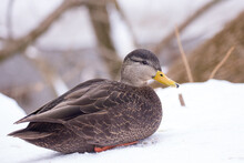Closeup Side View Of A Male American Black Duck Resting In The Snow In The Maizerets Domain During A Cold Winter Day, Quebec City, Quebec, Canada