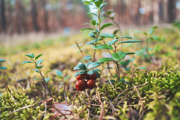 wild red forest berries blueberries beautiful summer autumn landscape details nature horizontal photo