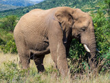 Fototapeta Sawanna - african elephant in the savannah