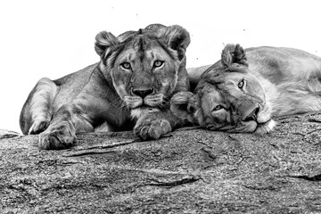 B&W lions