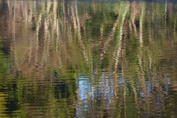 Wall Mural - Reflection of the water surface of the pond in the natural park.