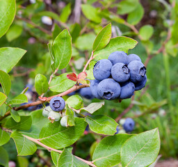 Gardening blueberries. Berry bushes in the garden. Different degrees of ripening berries