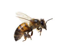 Canvas Print - Flying Bee isolated on white