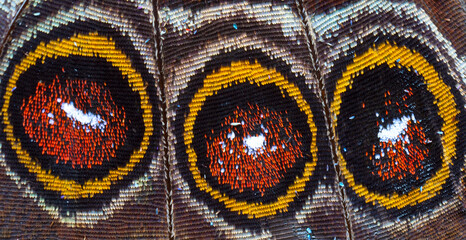 MARIPOSA Ocelo (mancha redonda y multicolor con apariencia de ojo y su función biológica se asocia con el mimetismo)