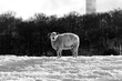 Solitary sheep in winter looking at the camera