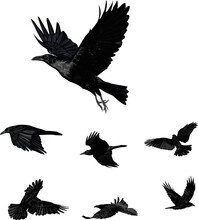 Realistic Vector Ravens Set - Flying Vector Isolated