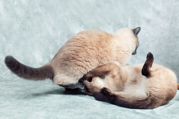 Wall Mural - Two Cats of Thai breed play depict fight and fight.