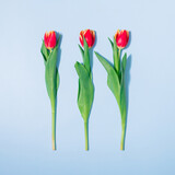Fototapeta Tulipany - Minimal concept spring flat lay with three red tulips on pastel blue background.