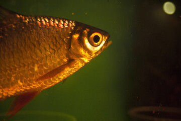 fish in aquarium