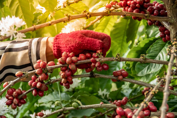 Wall Mural - Close-Up Of Hand Holding Coffee Beans Growing On Coffee Tree