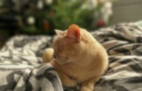 Fototapeta Zwierzęta - Kot kociak zwierzę domowe biszkoptowy śpiący leniwy portret kota