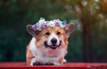 Wall Mural - portrait cute corgi dog lies in the spring garden in a wreath of lilac flowers with a bright butterfly