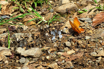 Wall Mural - A group of small butterflies and a large brown butterfly nearby.