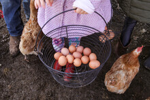 Basket Of Eggs Being Held By Little Girl In Pink Coat On A Farm