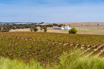 Rural landscape of Alentejo with vineyards, Portugal