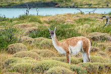Guanaco, Torres Del Paine National Park, Magallanes Region, Patagonia, Chile