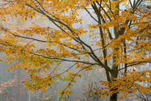 Detail Shot Of Branches Of Tree With Yellow Leaves In Autumn During Misty Morning, Central Bohemian Region, Czech Republic