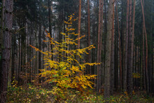 Yellow Beech Tree In Forest During Autumn, Central Bohemian Region, Czech Republic