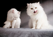 Two White Cats Standing On A Blanket, One Licking Its Mouth