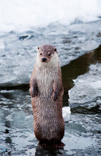Wet Sea Otter Standing Upright Surrounded By Water And Ice