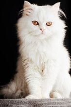 Full Length Portrait Of A Fluffy White Cat