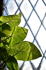 Wall Mural - Green Plant Leaves in Morning Sunlight