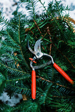 Red Pruner Shears In A Basket Of Cut Evergreens In Winter For Holidays