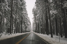 Empty Road Cuts Through Snow Covered Forest