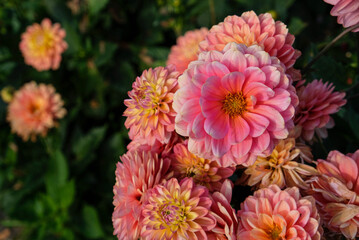 Wall Mural - Beautiful coral pink dahlia flowers in full bloom in the garden, close up. Natural floral background.