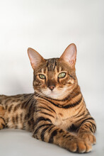 Ginger Bengal Cat With Green Eyes Close Up On A White Background Alone