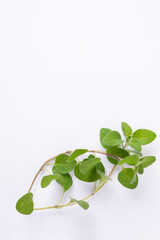 Wall Mural - Green oregano on white background with copy space.Fresh oregano on a white scene.