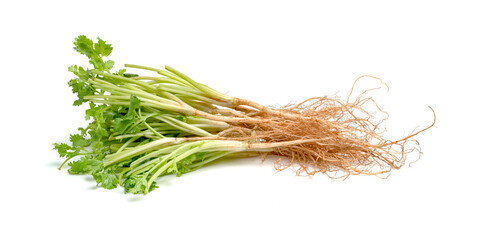 Wall Mural - Coriander or Cilantro root isolated on white background