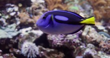 Paracanthurus hepatus is a species of Indo-Pacific surgeonfish. A popular fish in marine aquaria, it is the only member of the genus Paracanthurus.